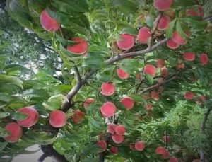 Peach Tree from Mackintosh Fruit Farm