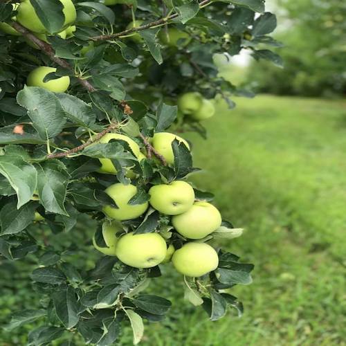 Twin Ridge Orchards Apples