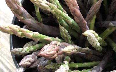 Amazing Asparagus