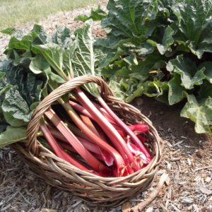 Rhubarb in a basket in a field