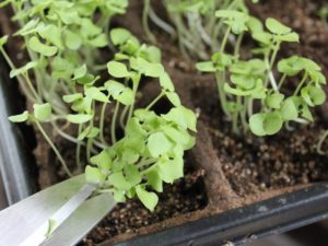 microgreens in their planters