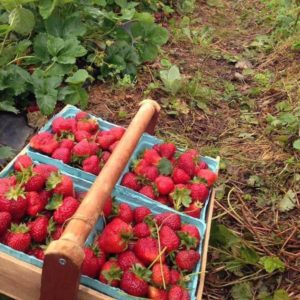 Strawberries in the field at West Oaks Farm Market