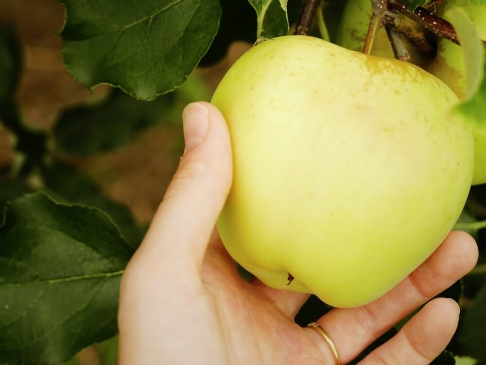 Apple from Audley Farm