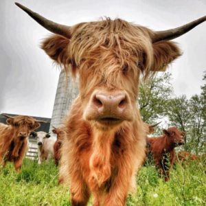 Highland Cattle at Ayrshire Farm