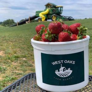 Bucket of Strawberries at West Oaks Farm Market