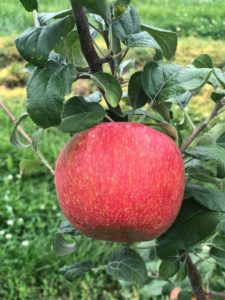 Apple on tree at Mackintosh Fruit Farm