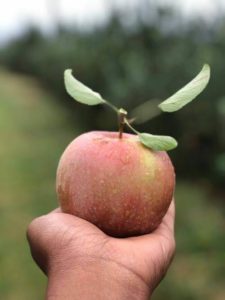 Apple in hand at Twin Ridge Orchard