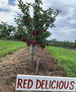 Red Delicious Apple Tree at West Oaks Farm Market