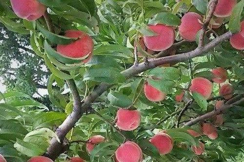 Peaches in a Tree at Mackintosh Fruit Farm