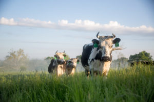 Chapel Hill Farm Cows in field